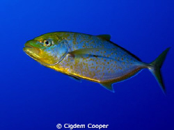 Yellowspotted trevally by Cigdem Cooper 